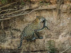 0317 Jaguar  with a Caiman 60D-7054