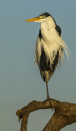 0331 Coci Heron 9J8E6380