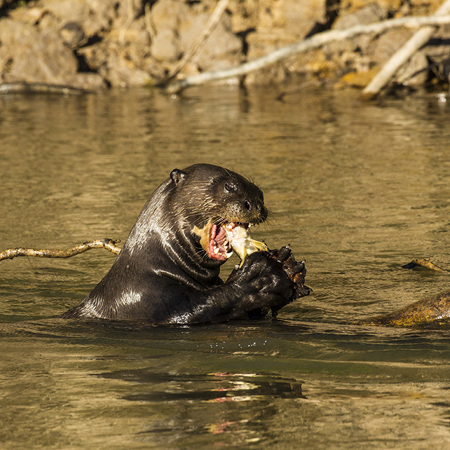 0345 Giant Otter 9J8E6494