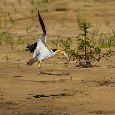 0358 Large-billed Tern 9J8E6690