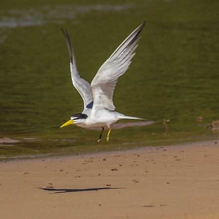 0361 Large-billed Tern 9J8E6691