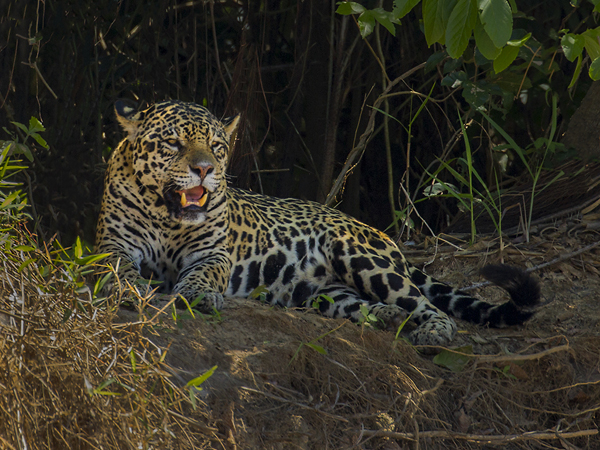 0364 Jaguar 9J8E6773