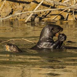 0337 Giant Otter 9J8E6439