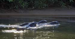 0343 Giant Otter Family 9J8E6403