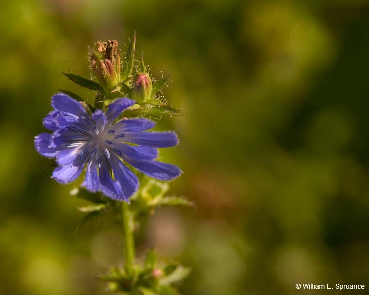 Blue-5066