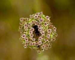 Queen-Ann's-Lace-4917