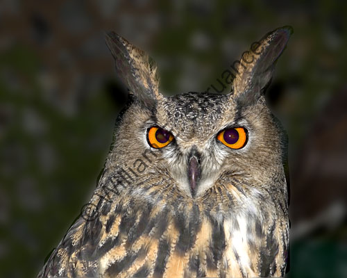 10062-Great-Horned-Owl
