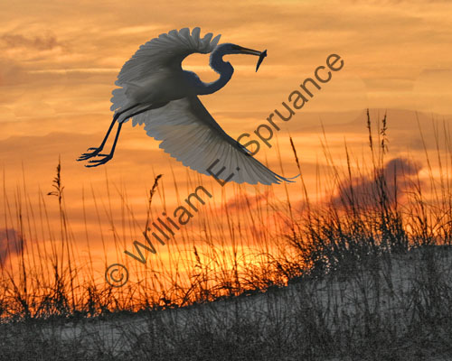8875-Sunset-Feeding