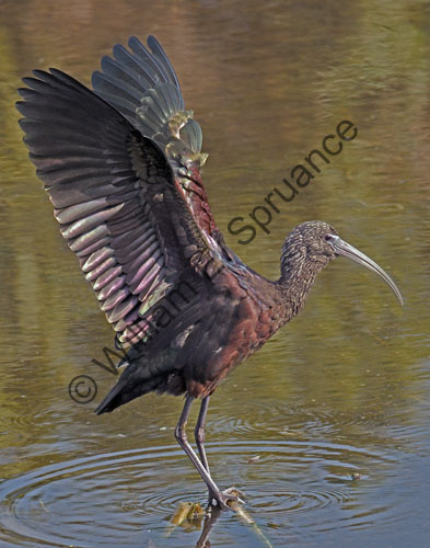 Glossy-Ibis-7061