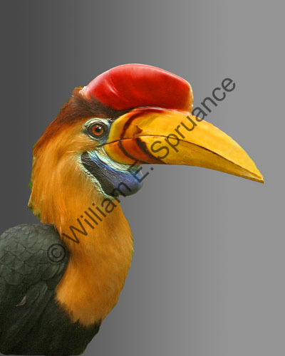 Hornbill-portrait