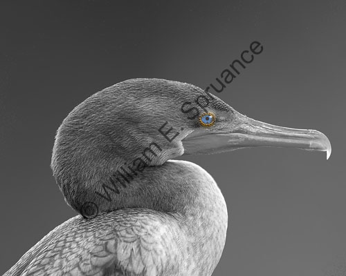 MG7A0275-Cormorant