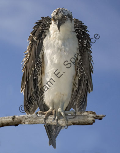 MG7A0556-Osprey