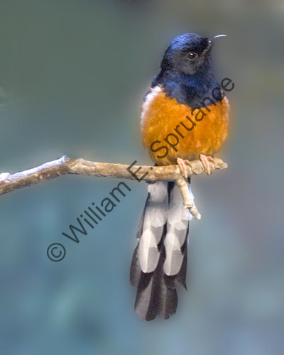 MG7A0687-White-Rumped