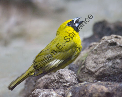 MG7A0693-yellow-bird