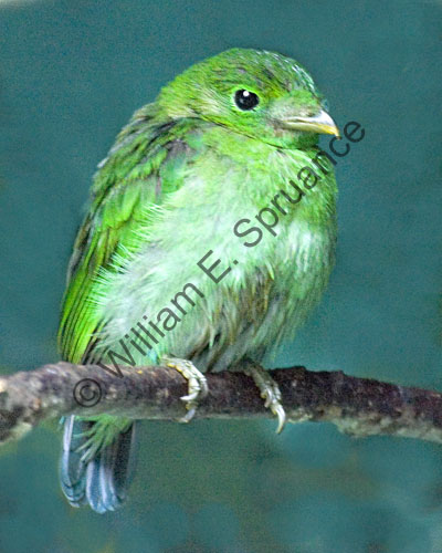 MG7A0694-Green-Bird
