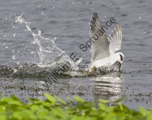 MG7A1337-Tern-Dive