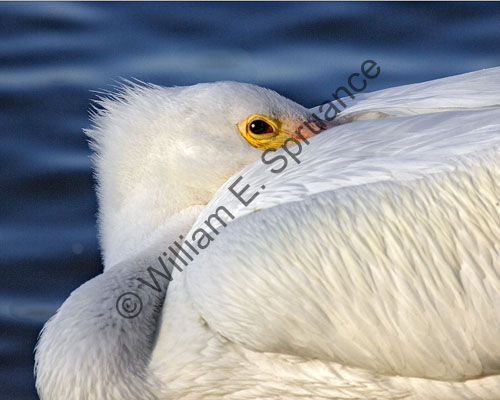 MG7A1908-White-Pelican
