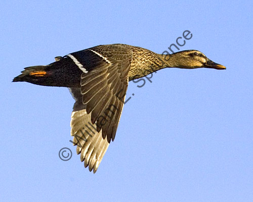 MG7A1963-Mallard-Duck