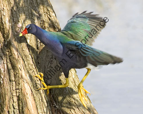 MG7A2280-Purple-Galinule
