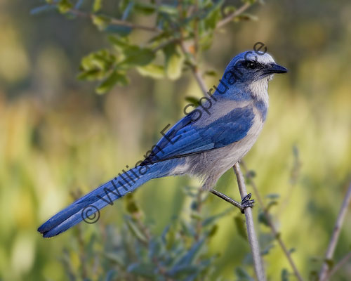 MG7A2375-Florida-Scrub-Jay