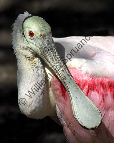 MG7A2797-Spoonbill-Portrait