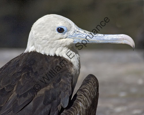MG7A2840-Juvenile Frigatebird