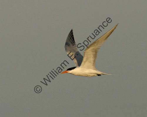 Royal-Tern-8829