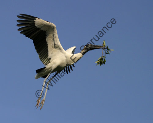 Wood-Stork-8972