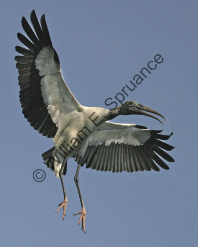 Wood-Stork-9095