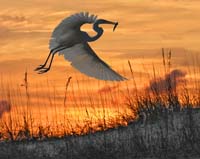 8875-Sunset-Feeding