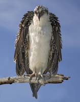 MG7A0556-Osprey