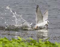 MG7A1337-Tern-Dive
