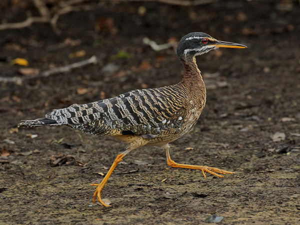 119 Sunbittern 11J8E2693