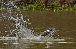 118 Ringed Kingfisher 11J8E2910