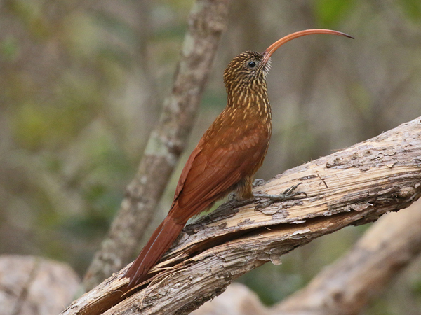 138 Red-billed Scythebill 70D2739