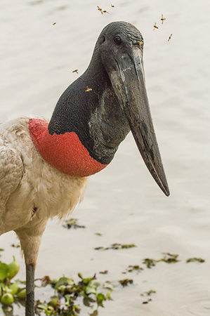 166 Jabiru Stork 70D2711
