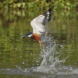 156 Ringed Kingfisher 70D2494