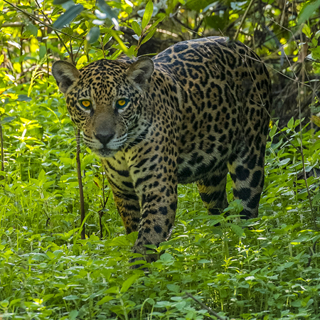 182 Jaguar 70D2851