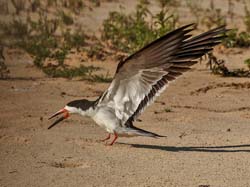 240 Black Skimmer 11J8E3792