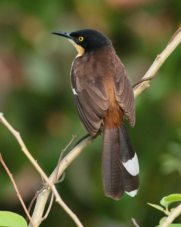 344 Dark-billed Cucko 70D4242