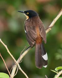 344 Dark-billed Cucko 70D4242