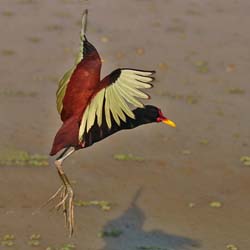 381 Wattled Jacana 70D4698