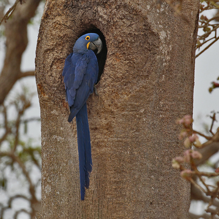 009 Hyacinth Macaw 10J8E9172