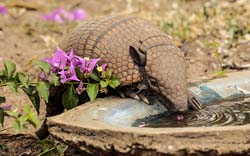 002 Big Hairy Armadillo 10J8E9078