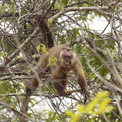 005 Brown Woolly Monkey 10J8E9114