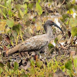 011 Plumbeous Ibis 10J8E9021