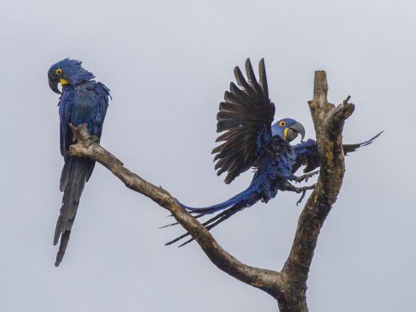 061 Hyacinth Macaws 11J8E0263