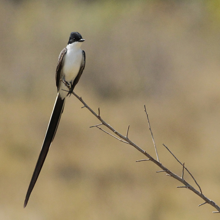076 Fork-tailed Flycatcher 11J8E0767