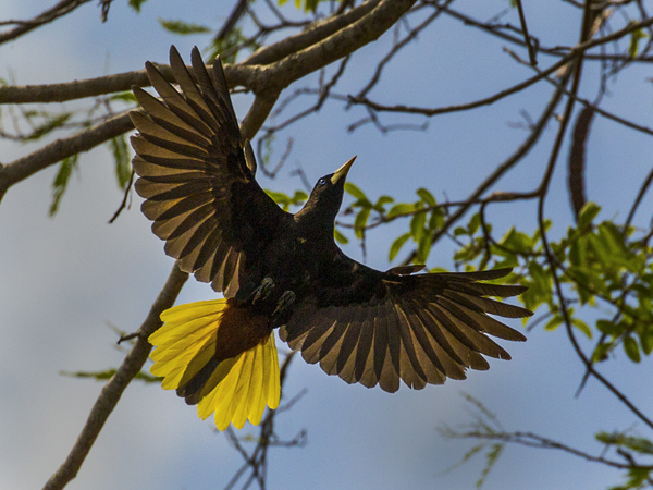 081 Yellow-rumped Cacique 11J8E1126