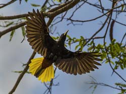 081 Yellow-rumped Cacique 11J8E1126